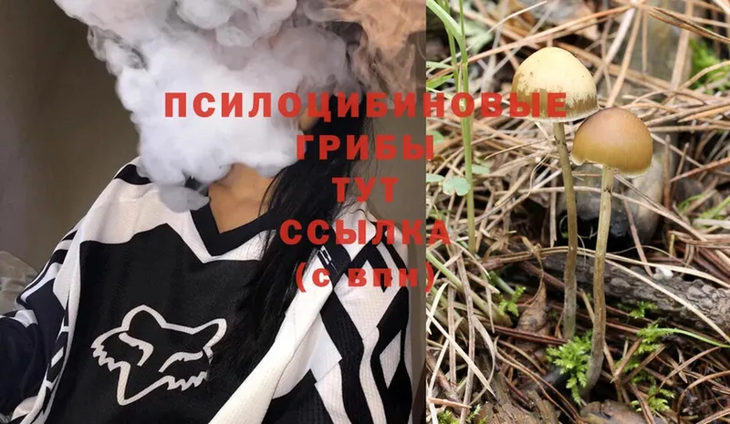 shop как зайти  Коряжма  Псилоцибиновые грибы Psilocybe 